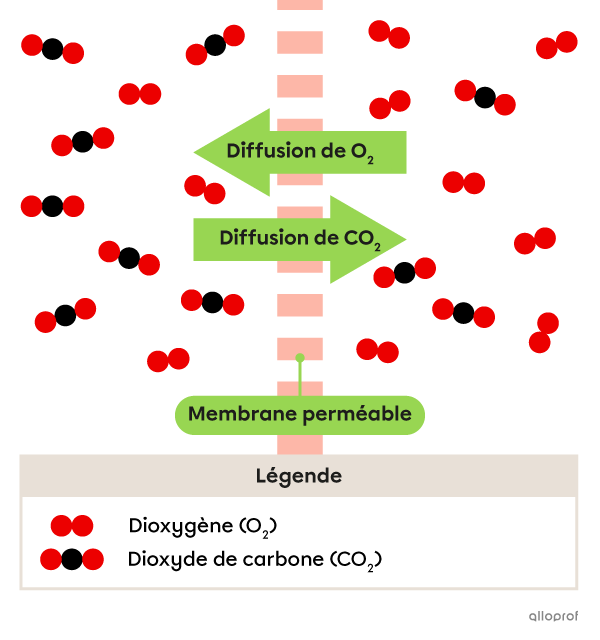 Davantage de particules de O2 se dirigent vers la gauche et davantage de particules de CO2 se dirigent vers la droite.