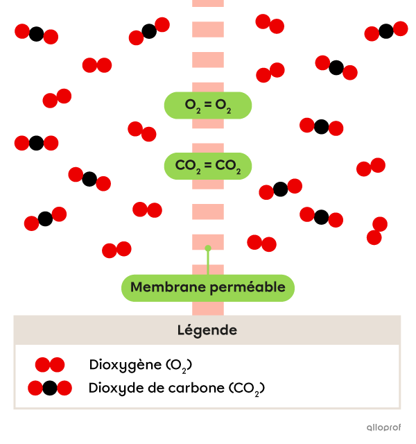 Les concentrations en O2 et en CO2 sont semblables de chaque côté de la membrane perméable.