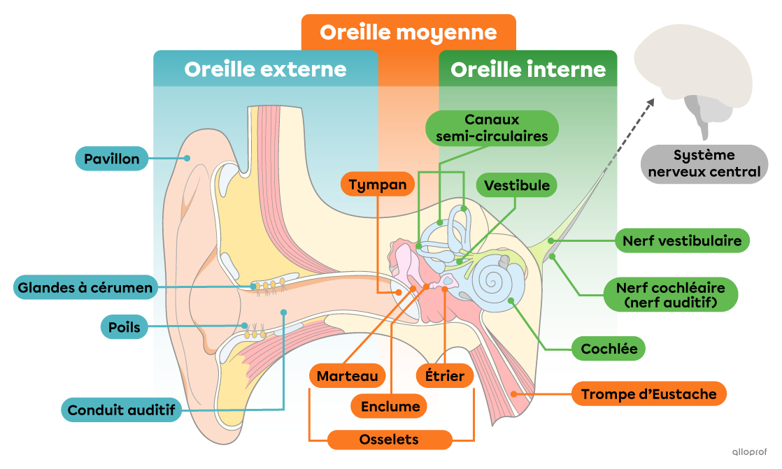 Les structures de l’oreille externe, moyenne et interne