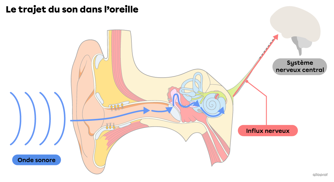 Le trajet du son dans l'oreille