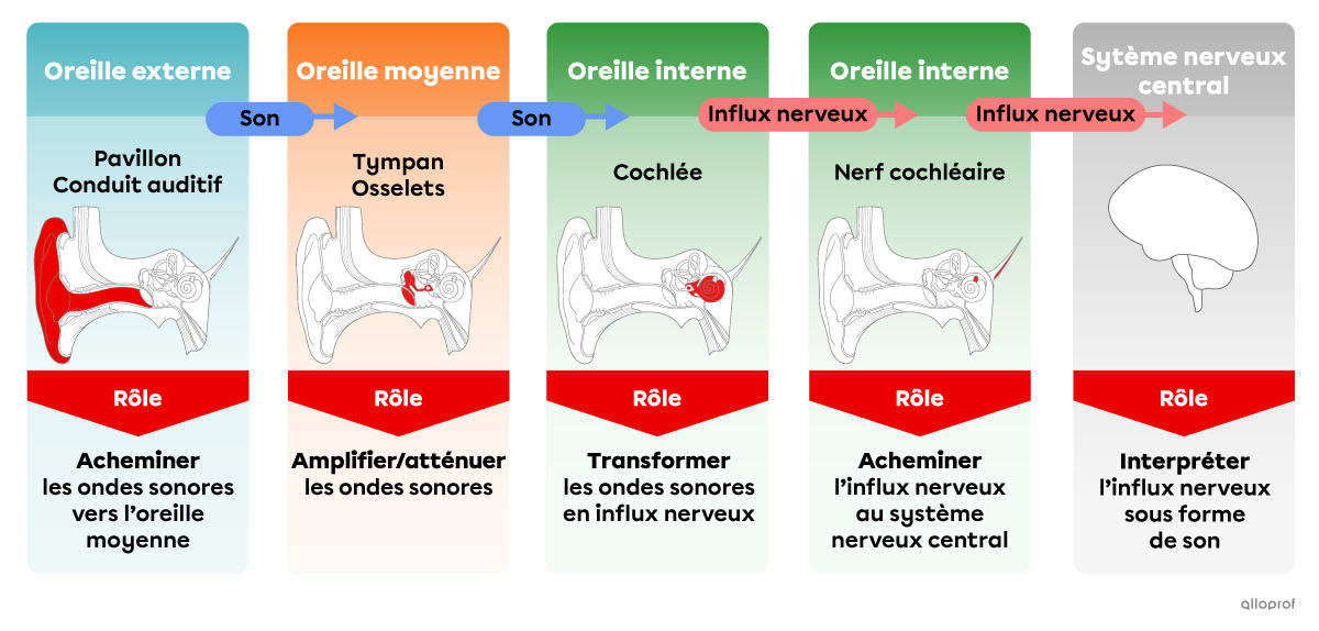 Résumé : Les rôles des principales structures de l’oreille impliquées dans l’ouïe