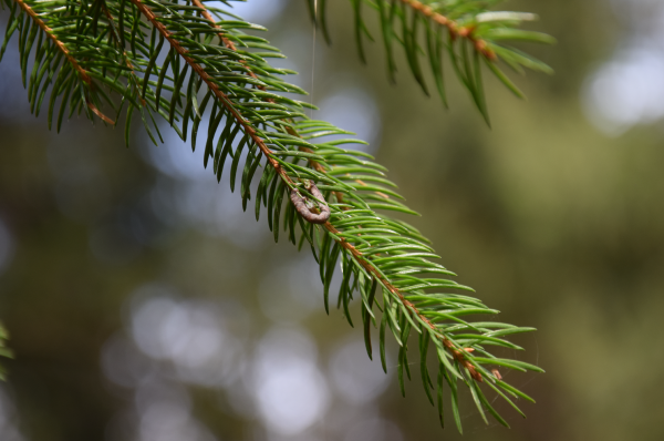 Spruce budworm.
