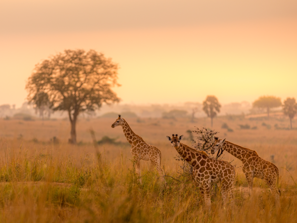 La savane durant la saison sèche