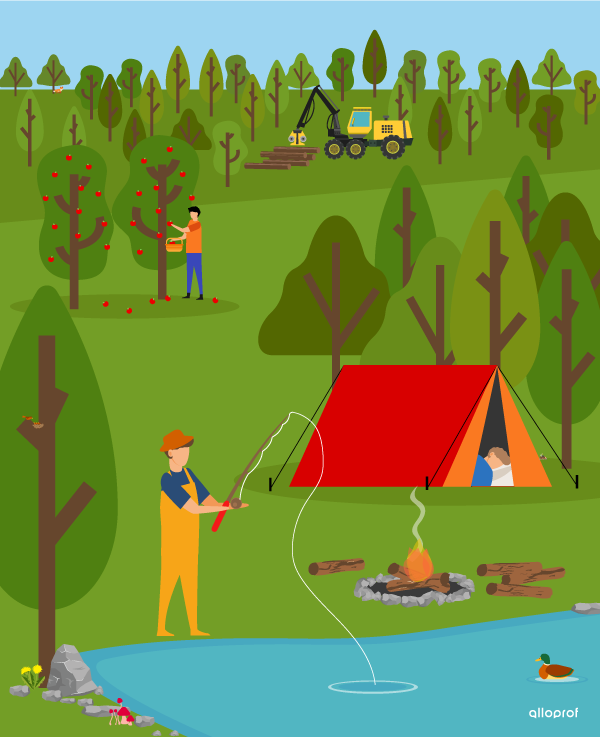 Le rôle économique de la forêt