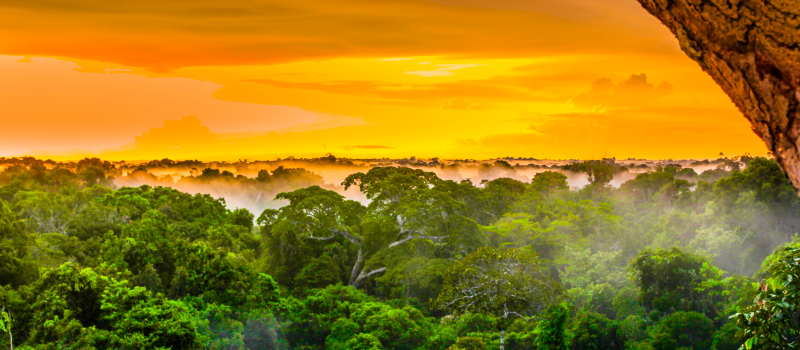 La forêt amazonienne