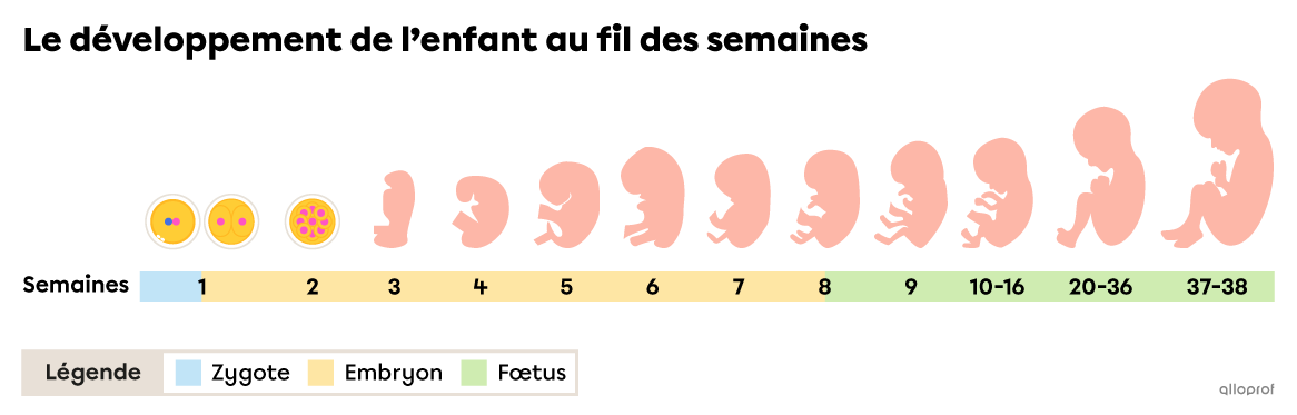 Le développement de l’enfant au fil des semaines