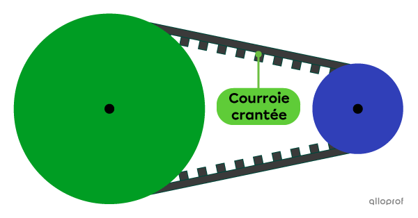 La présence de crans (dents) sur la courroie d’un mécanisme à poulies et à courroie permet de diminuer le glissement de la courroie sur les poulies.