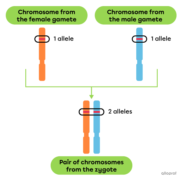 A chromosome from the ovum and a chromosome from a spermatozoon form a pair. The pair contains 2 alleles.
