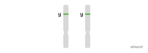 Two chromosomes carrying the green allele