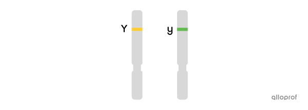 One chromosome carrying the yellow allele and one chromosome carrying the green allele