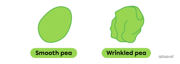 A smooth pea and a wrinkled pea