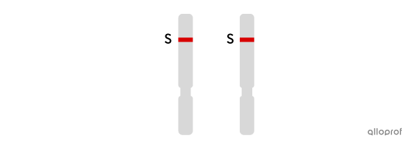 Two chromosomes carrying the short allele