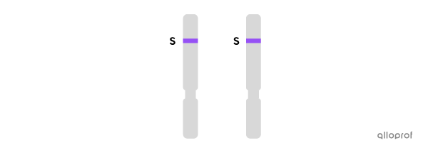 Two chromosomes carrying the long allele