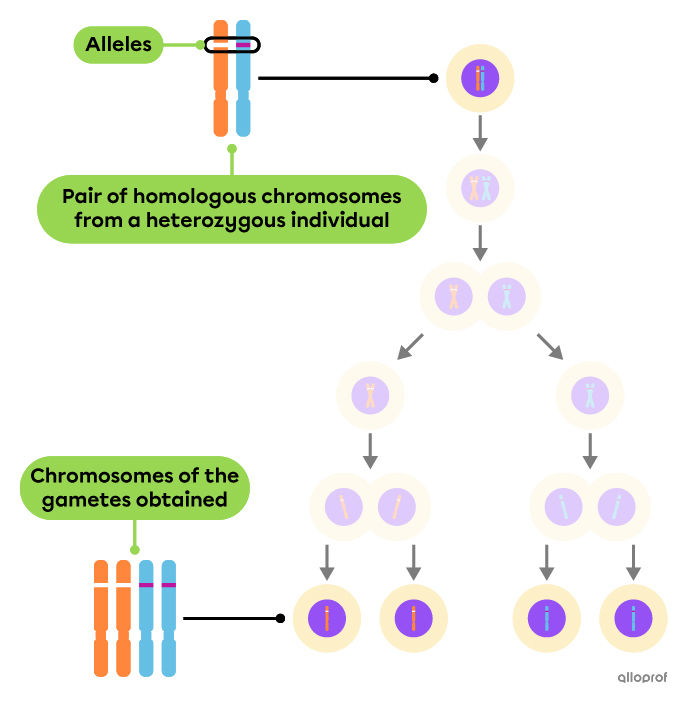 Representation of a heterozygous pair of chromosomes forming four gametes through meiosis