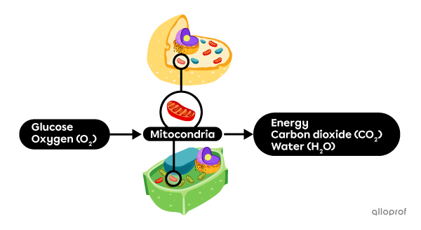 Oxygen and glucose enter the cell, then energy, water, and carbon dioxide leave the cell.