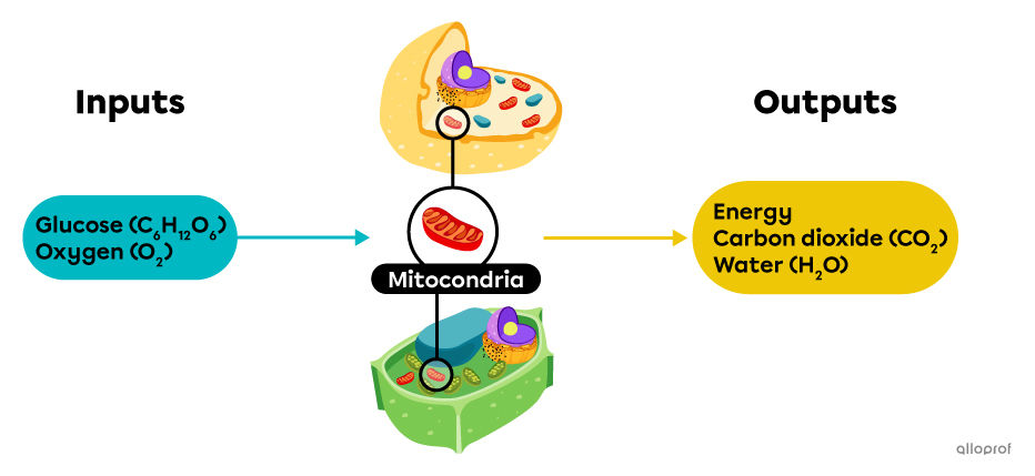 In the cellular respiration reaction, glucose and oxygen are cellular inputs, while energy, carbon dioxide, and water are cellular outputs.