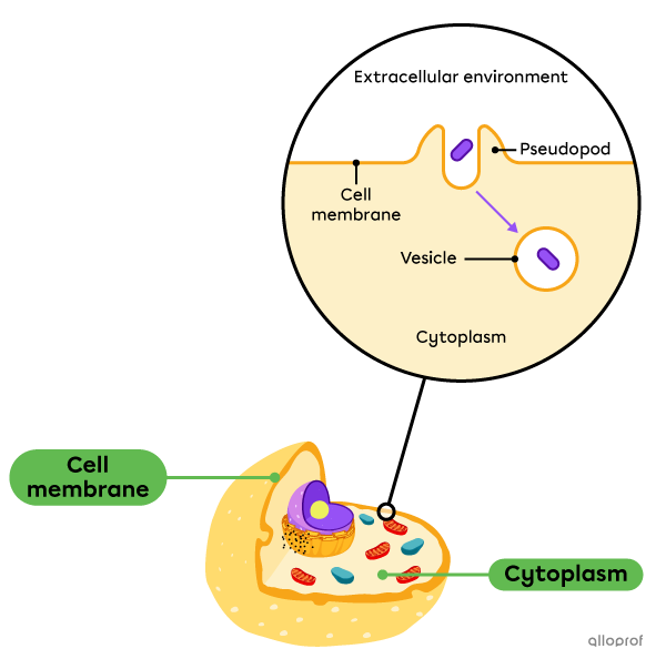 The cell membrane forms pseudopodia outward and then forms a vesicle.