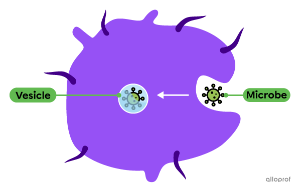 Illustration of a white blood cell carrying out phagocytosis of a microbe.