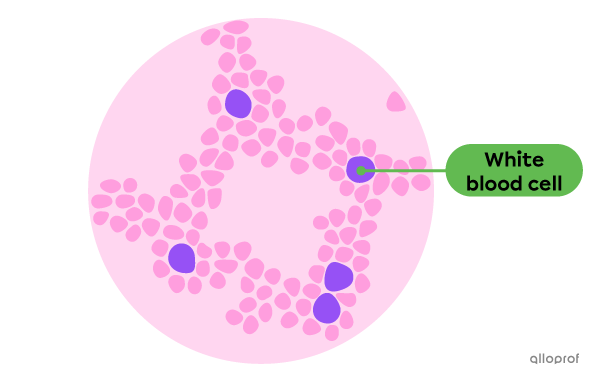 Blood cells observed under a microscope.