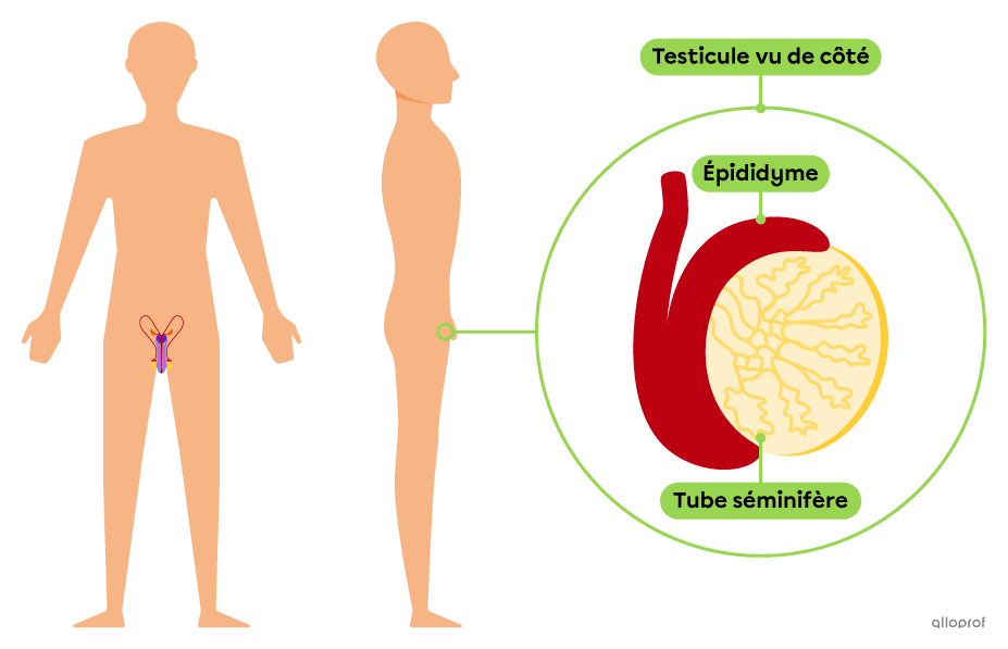 Les tubes séminifères sont des structures des testicules