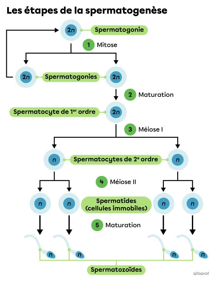 Les étapes de la spermatogenèse