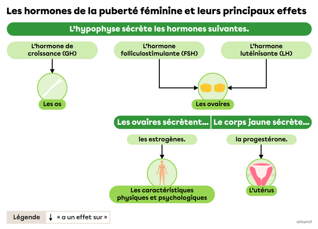 L’hypophyse sécrète l’hormone de croissance, l’hormone folliculostimulante et l’hormone lutéinisante. Les ovaires sécrètent les estrogènes et la progestérone.