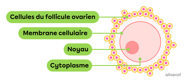 Un ovocyte entouré d'un follicule