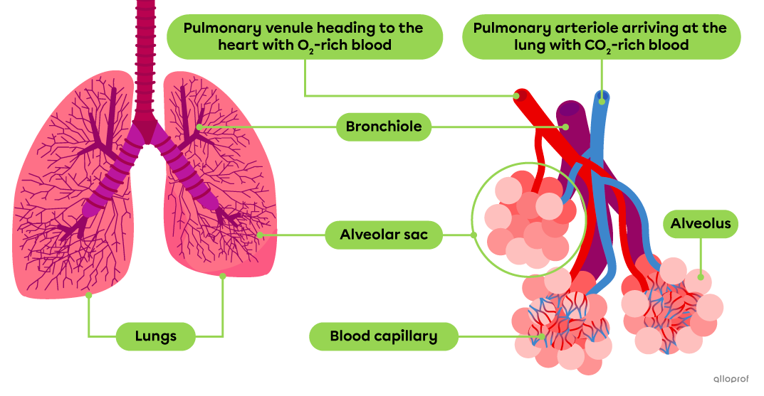 The lungs, bronchioles, alveoli grouped into alveolar sacs, and blood capillaries are involved in pulmonary gas exchanges.