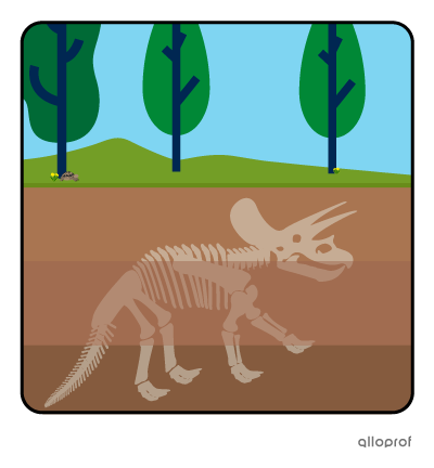 triceratops fossil.