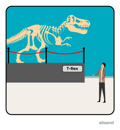 T-Rex fossil.