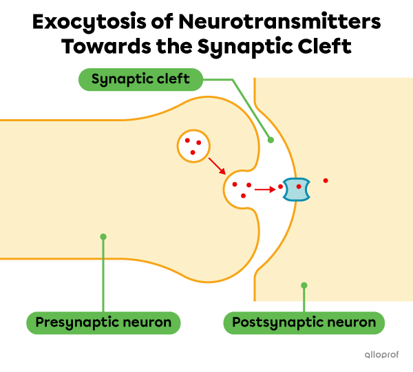 A vesicle opens at the end of the neuron to release neurotransmitters into the synaptic cleft.