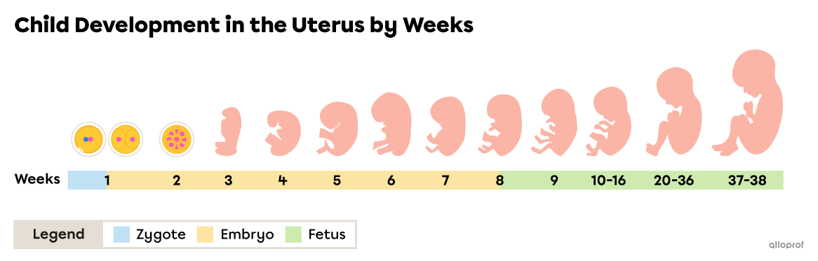 Child development in the uterus by weeks.