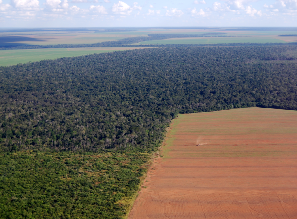 A Soya Field in Brazil.