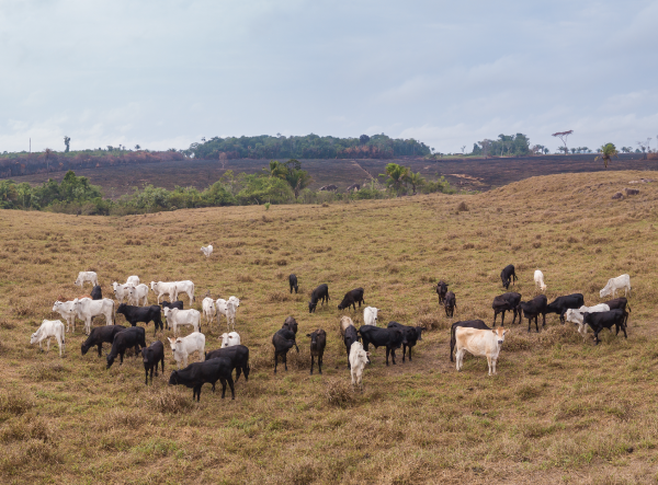 A Cattle Ranch in Brazil.