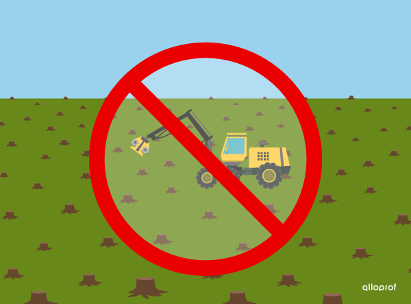 Illegal Clear-cutting.