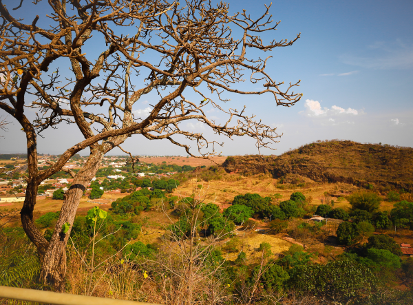 Cerrado Landscape in Brazil.