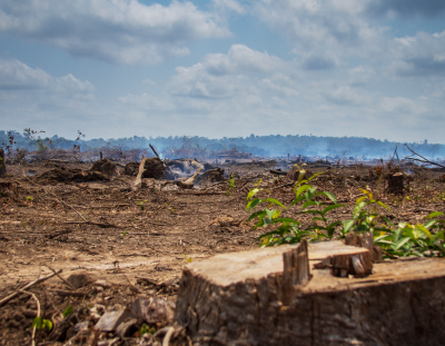 Reduced Biodiversity.