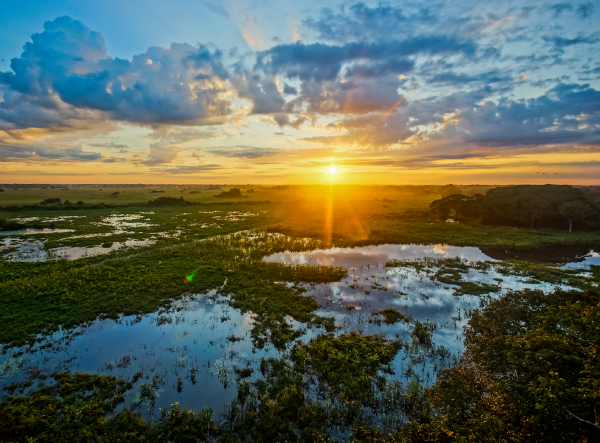 Pantanal Landscape.