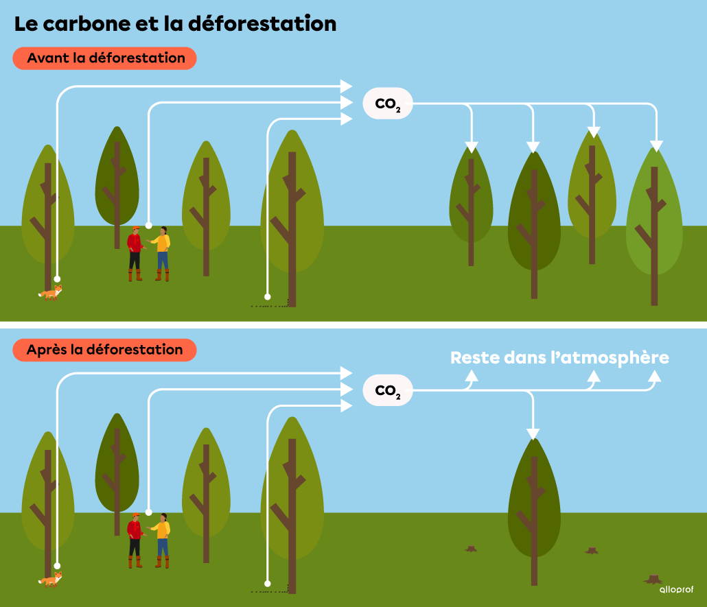 Schéma du carbone et de la déforestation.