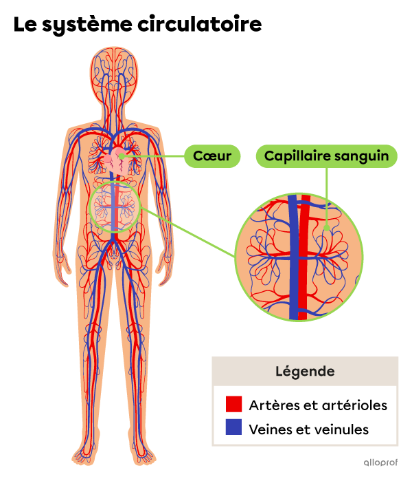 Le cœur, les artères, les artérioles, les capillaires sanguins, les veinules et les veines sont les structures du système circulatoire.