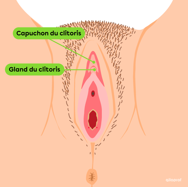Le capuchon et le gland du clitoris font partie de la vulve.