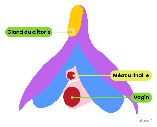 Le clitoris en entier, avec son gland et ses racines, ou ses piliers.