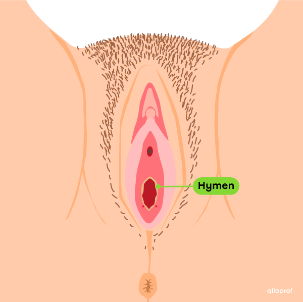 L’hymen, situé autour de l’entrée du vagin, dans la vulve.