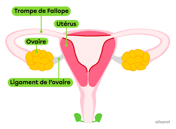 Schéma De L Appareil Reproducteur Féminin 4ème www.alloprof.qc.ca