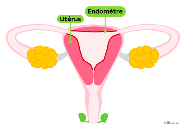 L’utérus dans le système reproducteur féminin.