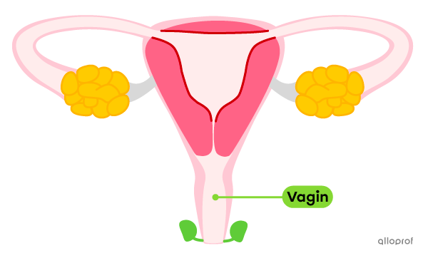 Le vagin dans le système reproducteur féminin.