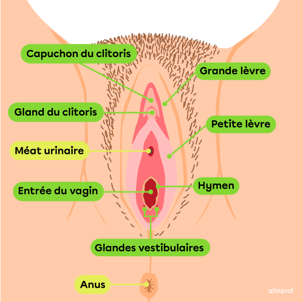 La vulve comprend les grandes lèvres, les petites lèvres, le capuchon et le gland du clitoris, l’entrée du vagin, l’hymen et les glandes vestibulaires.