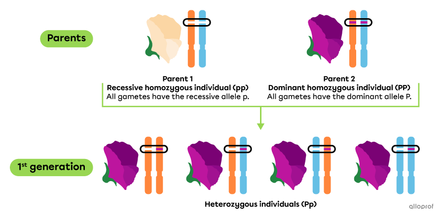 Crossbreeding representation of homozygous pea plants for the trait of flower petal colour. The offspring are all heterozygous.