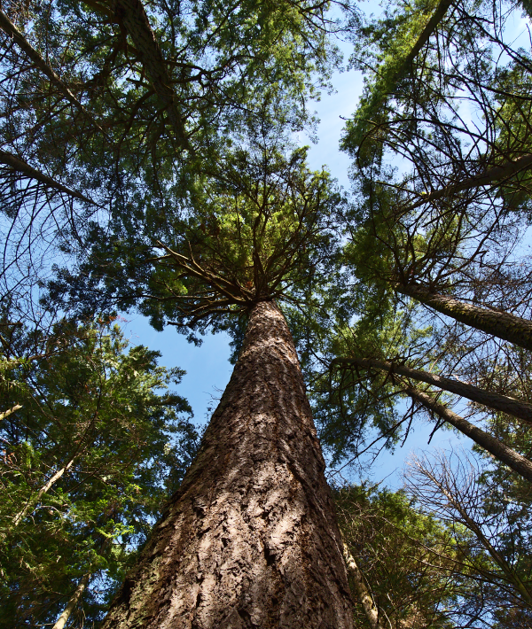 A Douglas Fir
