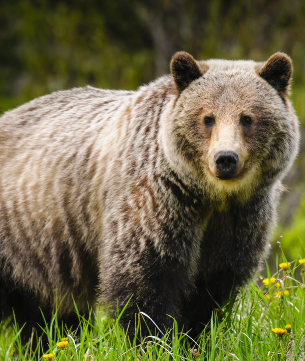 A Grizzly Bear.